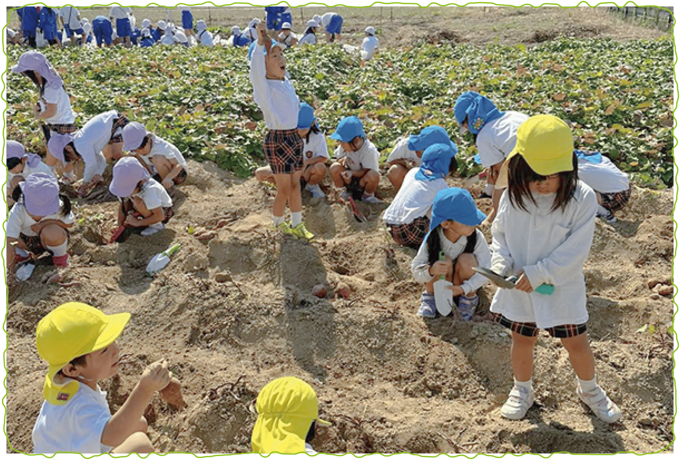 画像:おいもほり